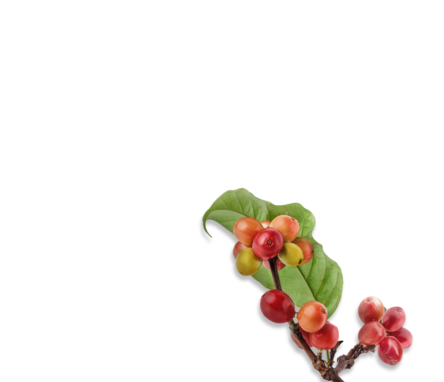 Discover the origins of coffee Nescafé AU